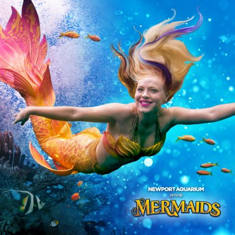 Mermaids at Newport Aquarium