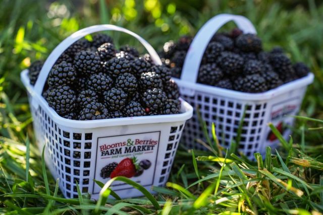 U-Pick: Blackberry Days at Blooms and Berries Farm Market