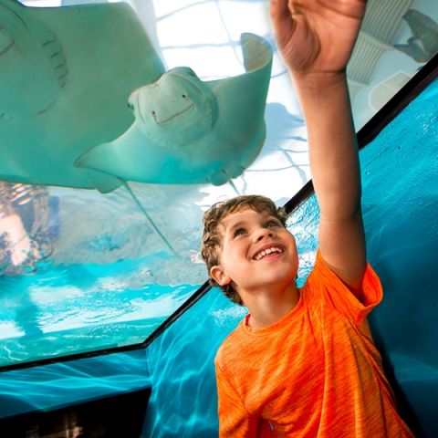 Homeschool Days at Newport Aquarium