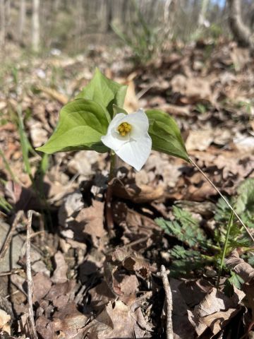 Getting to the Root of the Matter