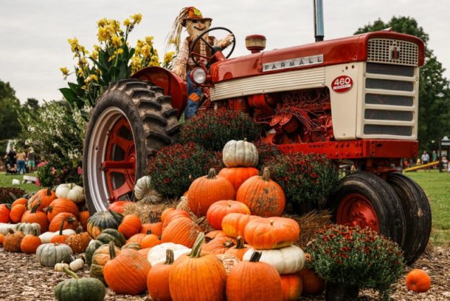 Fall on the Farm at Blooms and Berries